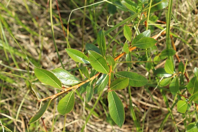 Salix pulchra, photographed by nina_nesterova