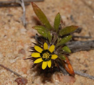 Gorteria personata, photographed by Brian du Preez