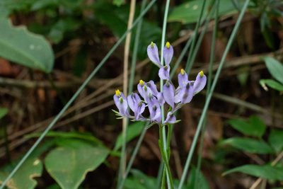 Burmannia disticha, photographed by Vatcharavee Sriprasertsil