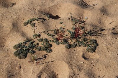 Limeum africanum, photographed by Tony Rebelo