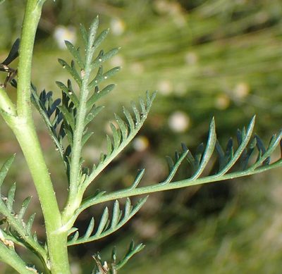 Garuleum bipinnatum, photographed by Nicola van Berkel