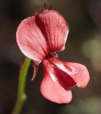 Indigofera leptocarpa, photographed by Nicola van Berkel