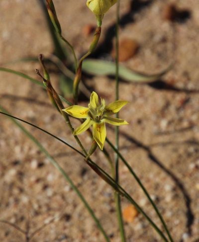 Moraea inconspicua, photographed by Tony Rebelo