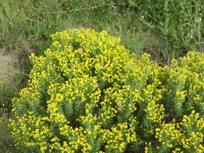 Euryops floribundus, photographed by Nicola van Berkel