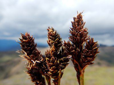 Carex atrosquama, photographed by Matt Lavin