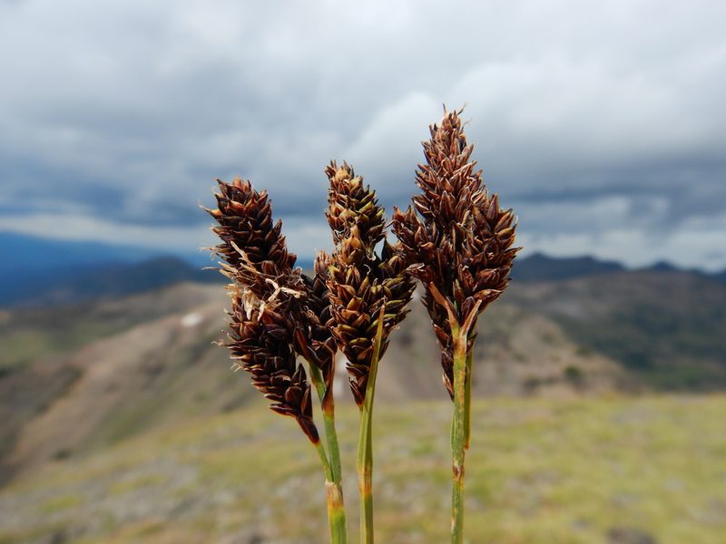 Carex atrosquama, photographed by Matt Lavin