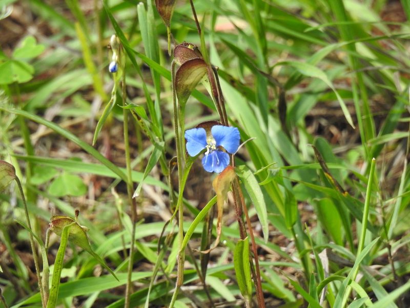 Commelina dianthifolia, photographed by CK2AZ