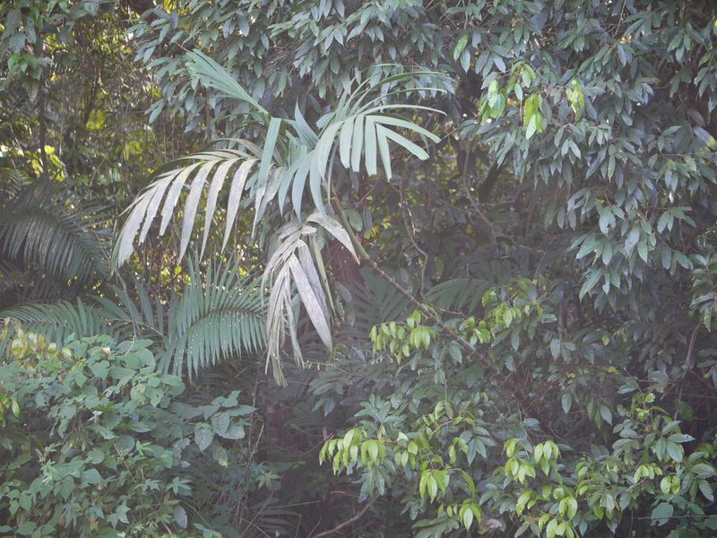 Pinanga dicksonii, photographed by Dinesh Valke