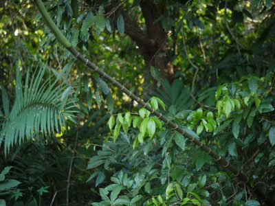 Pinanga dicksonii, photographed by Dinesh Valke