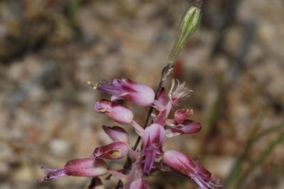 Lachenalia nardousbergensis, photographed by Brian du Preez