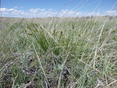 Carex brevior, photographed by Matt Lavin