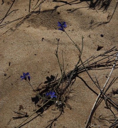 Heliophila arenosa, photographed by Tony Rebelo