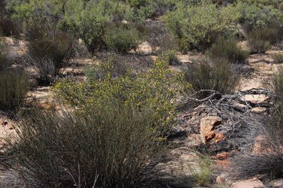 Lasiosiphon deserticola, photographed by Tony Rebelo