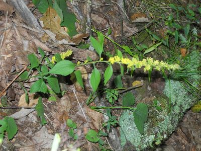 Solidago sphacelata, photographed by Michael J. Papay