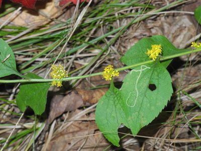 Solidago sphacelata, photographed by Michael J. Papay