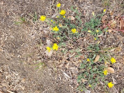 Chrysopsis villosa, photographed by cwhippo