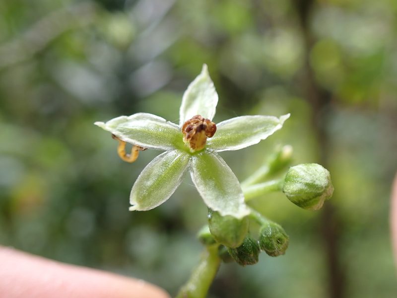 Solanum conicum, photographed by Skjold Søndergaard