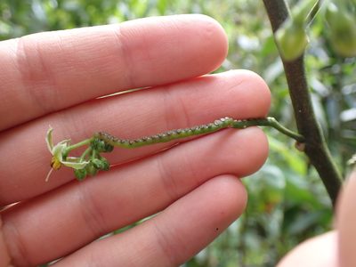 Solanum conicum, photographed by Skjold Søndergaard
