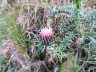 Carduus defloratus, photographed by Marco Mussita