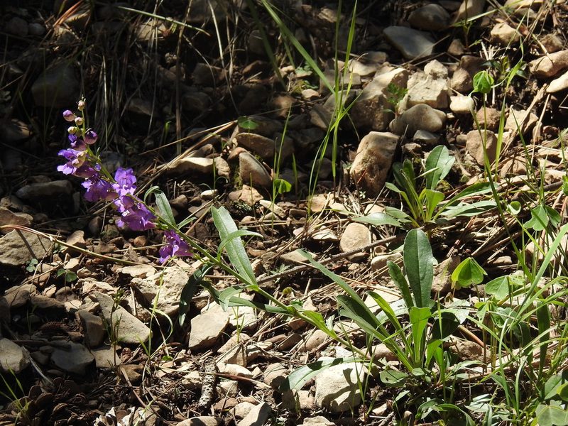 Penstemon neomexicanus, photographed by CK2AZ
