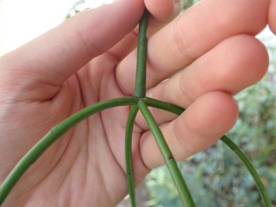 Rhipsalis baccifera, photographed by Skjold Søndergaard