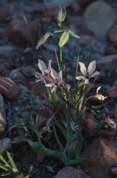 Lapeirousia fabricii, photographed by Tony Rebelo