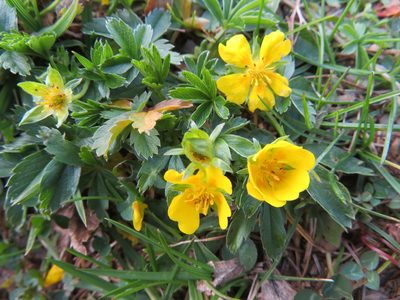 Potentilla aurea, photographed by Marco Mussita