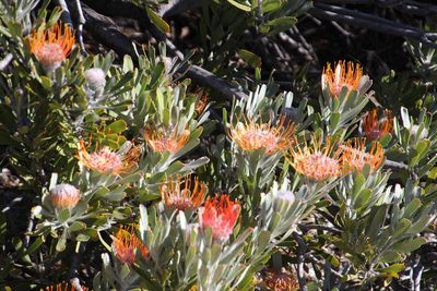 Leucospermum praemorsum, photographed by Tony Rebelo
