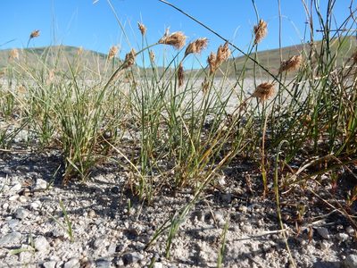 Carex douglasii, photographed by Matt Lavin
