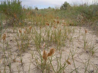 Carex douglasii, photographed by Matt Lavin