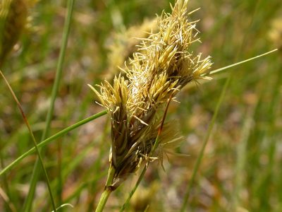 Carex douglasii, photographed by Matt Lavin