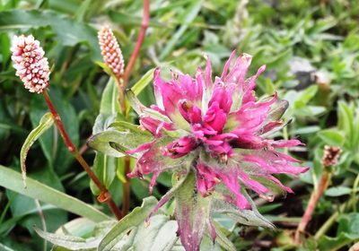 Castilleja parviflora, photographed by John Brew