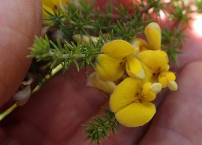 Aspalathus chortophila, photographed by Peter Warren