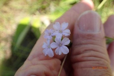 Buchnera simplex, photographed by Peter Warren