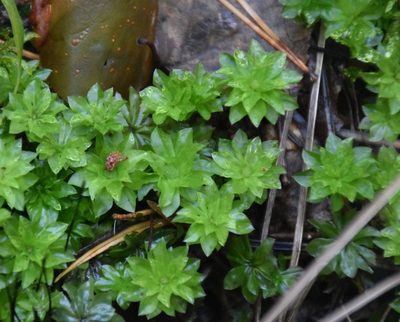 Rhodobryum roseum, photographed by Игорь Васильев