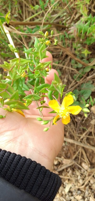 Hypericum caprifoliatum, photographed by Edson Luis Fabro Gasperin