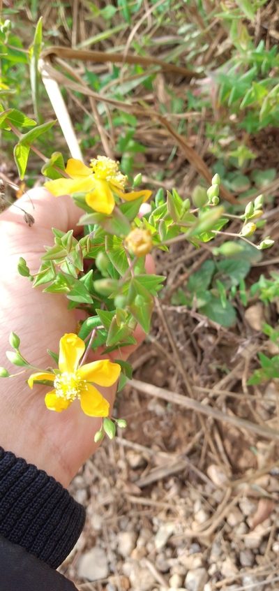 Hypericum caprifoliatum, photographed by Edson Luis Fabro Gasperin