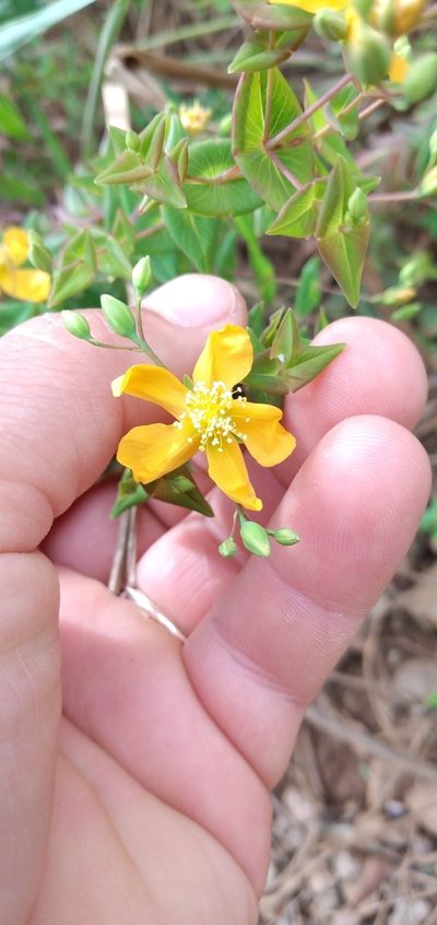 Hypericum caprifoliatum, photographed by Edson Luis Fabro Gasperin