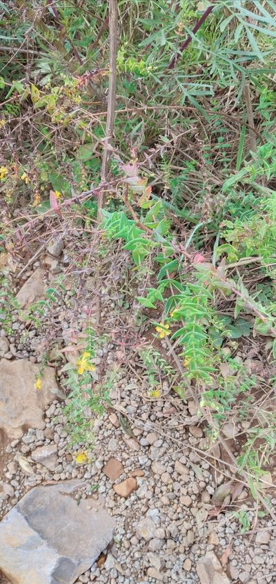 Hypericum caprifoliatum, photographed by Edson Luis Fabro Gasperin