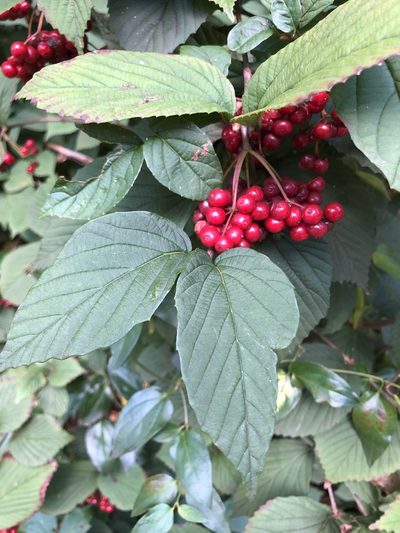 Viburnum wrightii, photographed by Mark