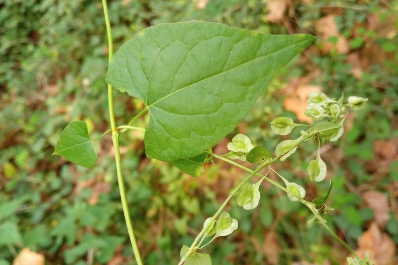 Fallopia dumetorum, photographed by Josep Gesti