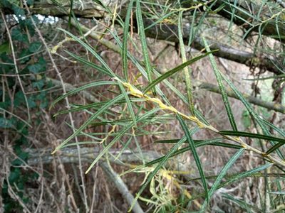 Salix eleagnos, photographed by Josep Gesti