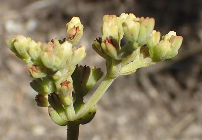 Crassula mollis, photographed by Nicola van Berkel