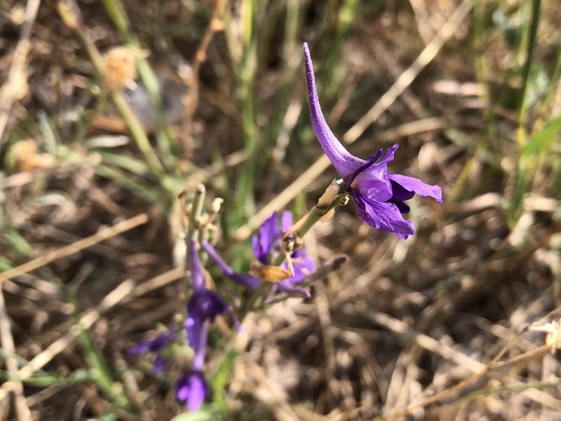 Delphinium peregrinum, photographed by Pavel Kacl