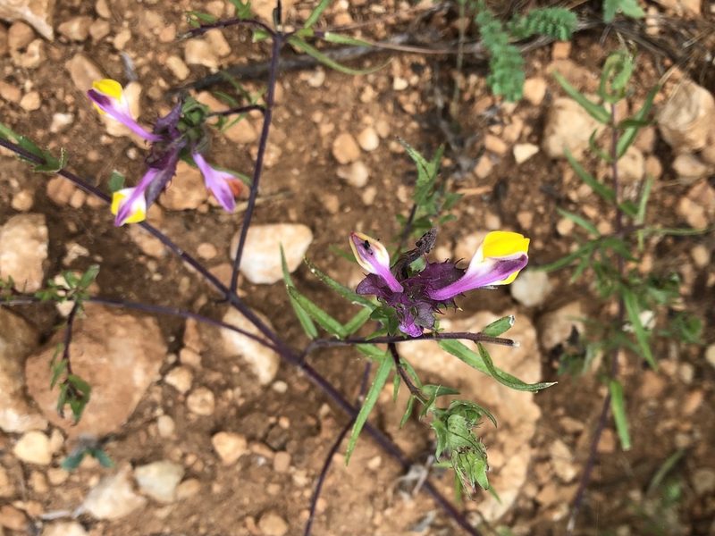 Melampyrum fimbriatum, photographed by Pavel Kacl