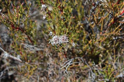Serruria leipoldtii, photographed by Brian du Preez