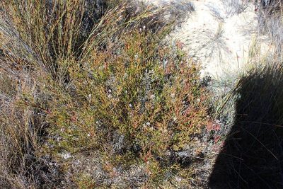 Serruria leipoldtii, photographed by Brian du Preez