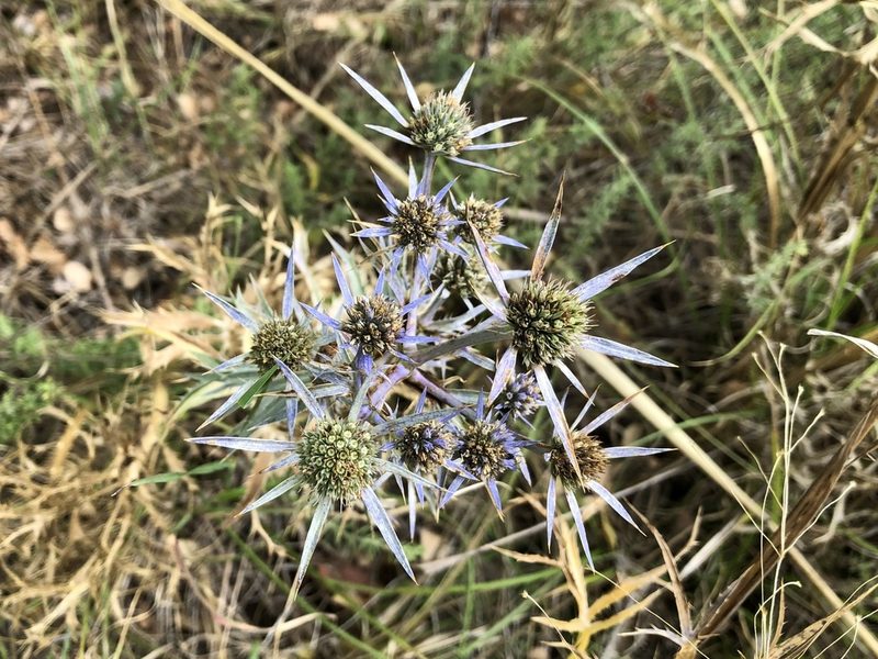 Eryngium amethystinum, photographed by Pavel Kacl