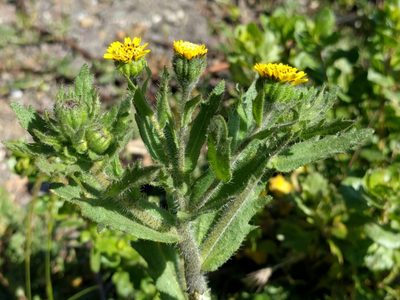 Layia hieracioides, photographed by Ken-ichi Ueda