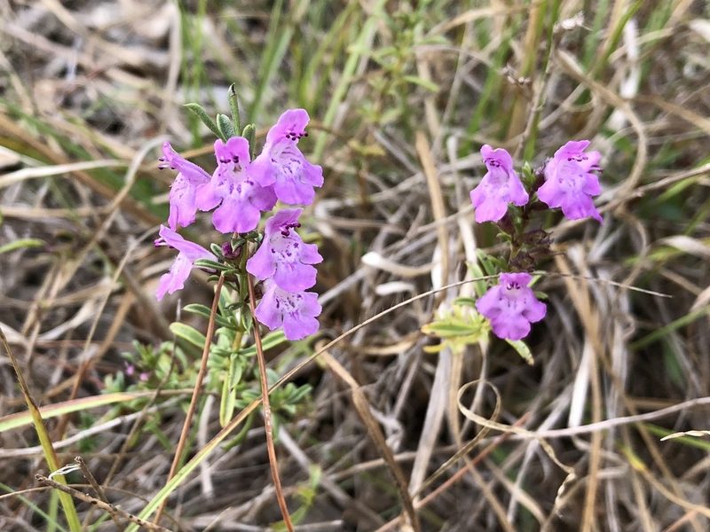 Satureja subspicata, photographed by Pavel Kacl